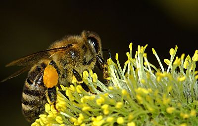 Gesunde und Vitale Bienen mit BIOLIT