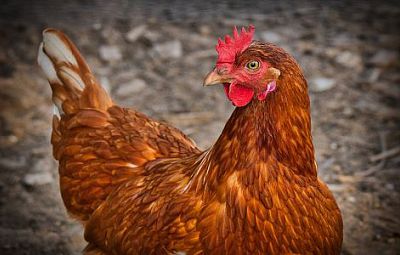 Biolit gegen rote Vogelmilbe