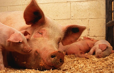 Schweinehaltung mit Biolit