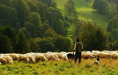 Schafe, Ziegen & BIOLIT