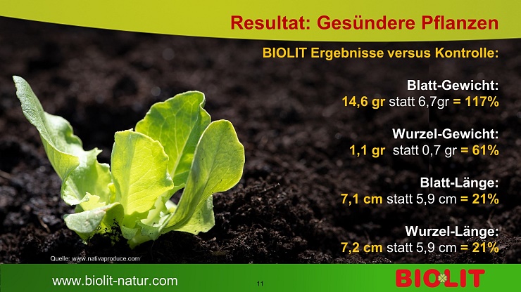 2019: Biolit bringt mehr Wurzelmasse und mehr Blätter