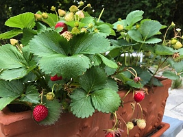 Erdbeeren mit Biolit behandeln