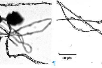 Organische Verbindung von Pilzen mit Biolit