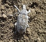 rüsselkäfer verschwindet vom zuckerrüber acker wegen biolit behandlung