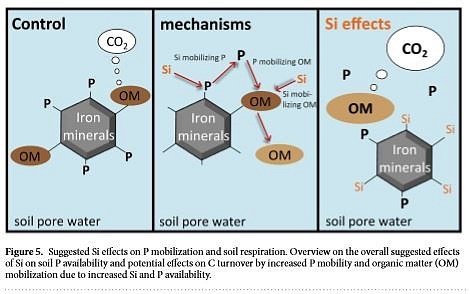 SCHALLER 2019 - Silicium löst gebundenen Phosphor aus dem Boden