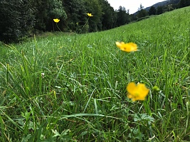 Weniger Hahnenfuss dank Biolit Kopie